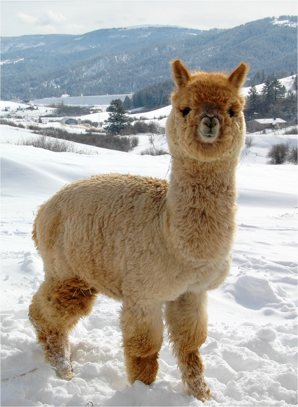 Alpaca